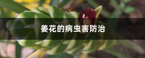 姜花的病虫害防治