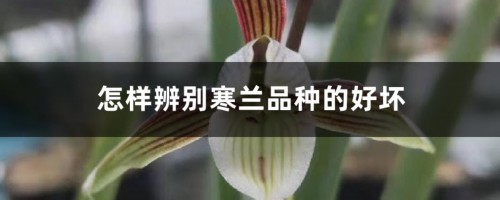 怎样辨别寒兰品种的好坏