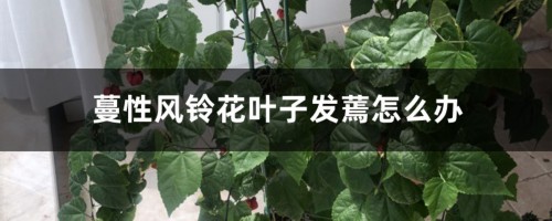 蔓性风铃花叶子发蔫怎么办