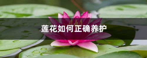 莲花如何正确养护，莲花在家可以养吗