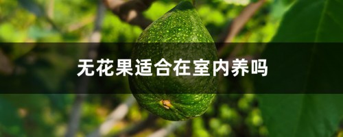 无花果适合在室内养吗