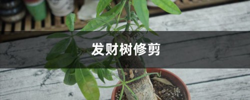 发财树怎么修剪