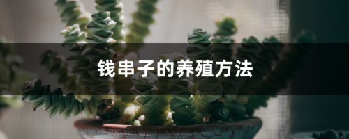 钱串子的养殖方法