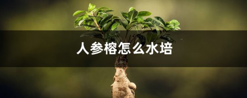 人参榕怎么水培