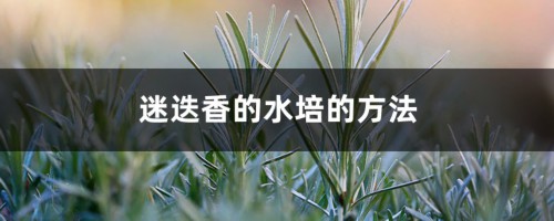 迷迭香的水培的方法