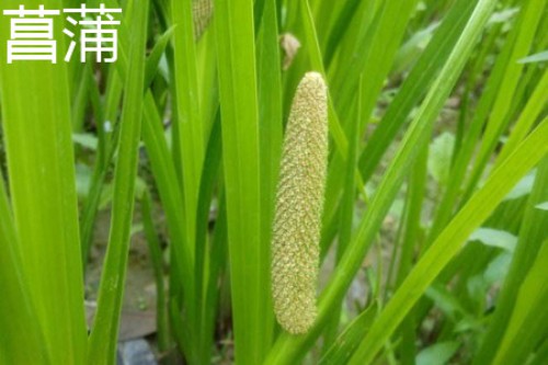 菖蒲