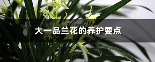 大一品兰花的养护要点，用什么植料