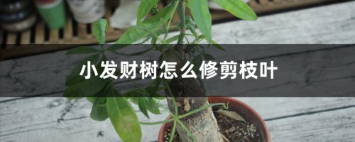 小发财树怎么修剪枝叶，秋天可以剪吗