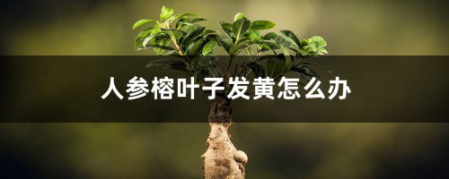 人参榕叶子发黄怎么办