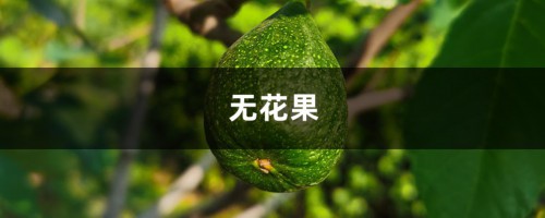 “无花果”剪个枝插土里，30天就生根，结的果子甜过蜜！