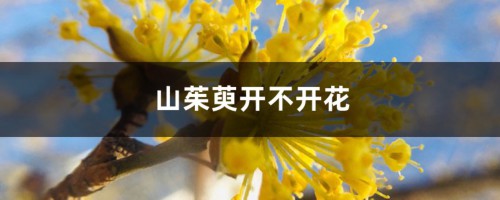 山茱萸开不开花