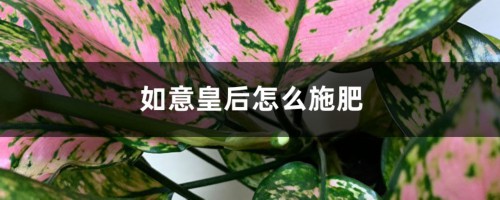 如意皇后怎么施肥