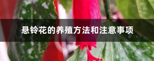 悬铃花的养殖方法和注意事项