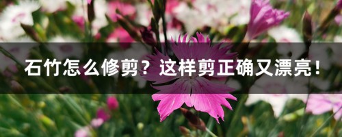 石竹怎么修剪？这样剪正确又漂亮！