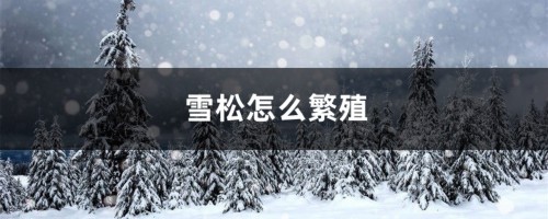 雪松怎么繁殖