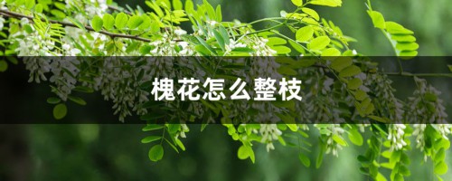 槐花怎么整枝