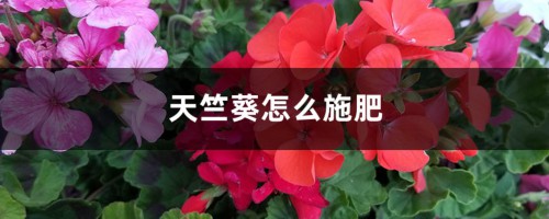 天竺葵怎么施肥