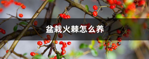 盆栽火棘怎么养