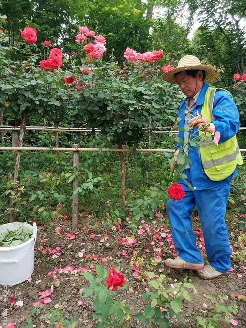 盆栽铁树